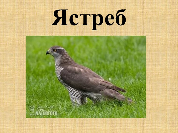 Презентация ко Дню птиц