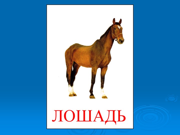 Презентация к викторине "Природа и я верные друзья"