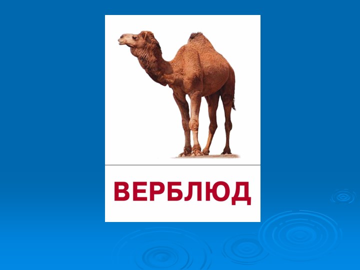 Презентация к викторине "Природа и я верные друзья"