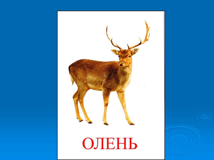 Презентация к викторине "Природа и я верные друзья"