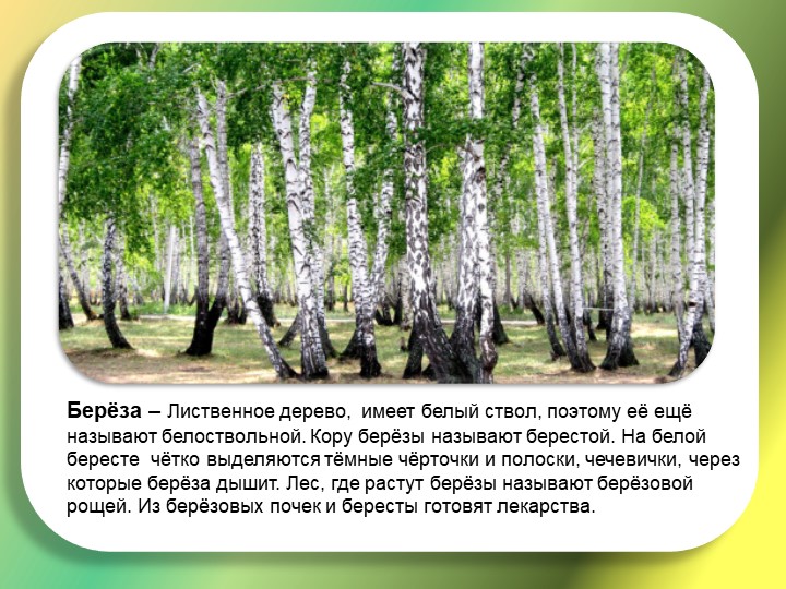 Презентация "Путешествие в лес"