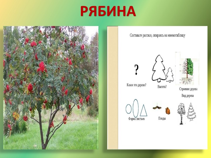 Презентация "Путешествие в лес"