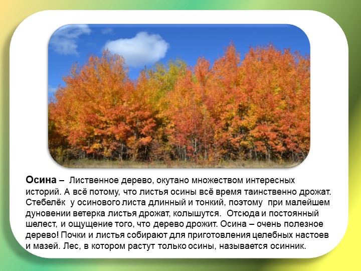 Презентация "Путешествие в лес"