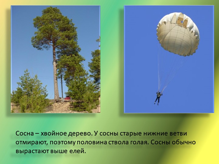 Презентация "Путешествие в лес"