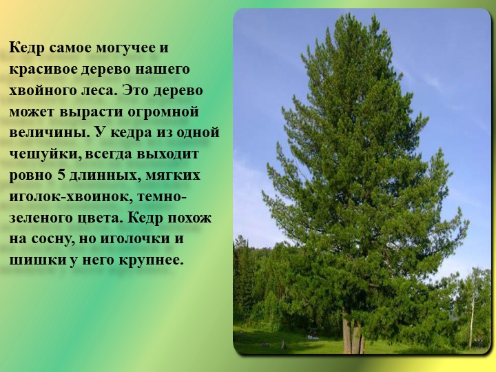 Презентация "Путешествие в лес"