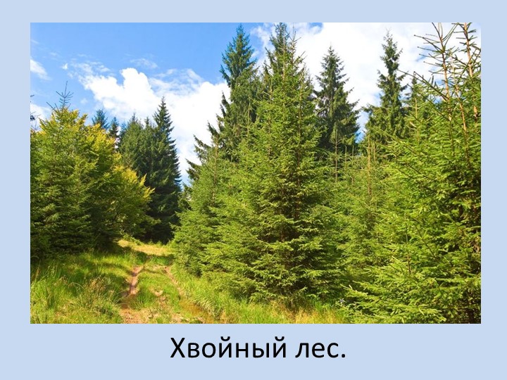 Презентация урока Берегите природу зимой!