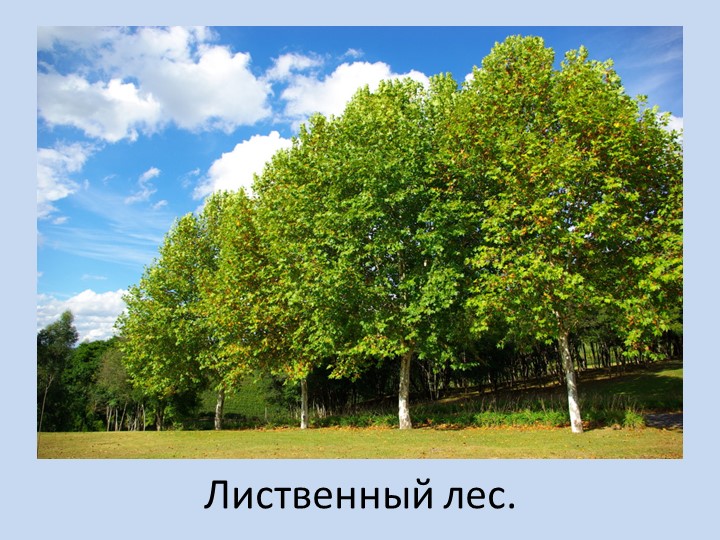 Презентация урока Берегите природу зимой!
