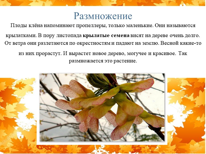 Презентация "Экологическая тропа-объект "Клен"