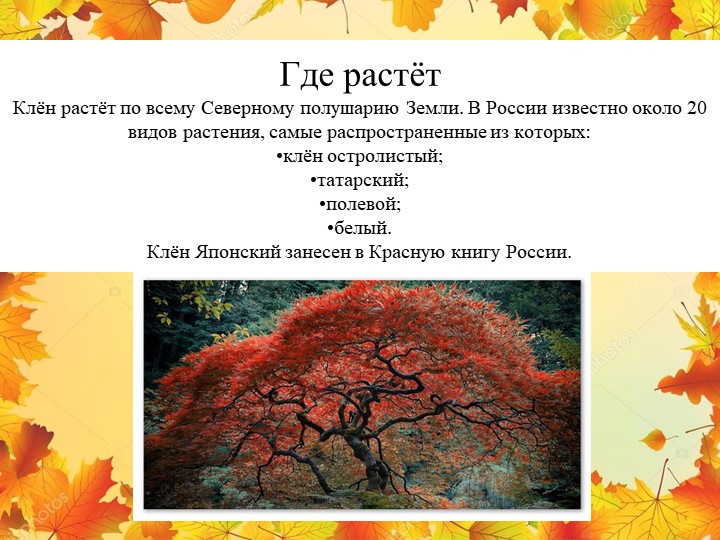 Презентация "Экологическая тропа-объект "Клен"