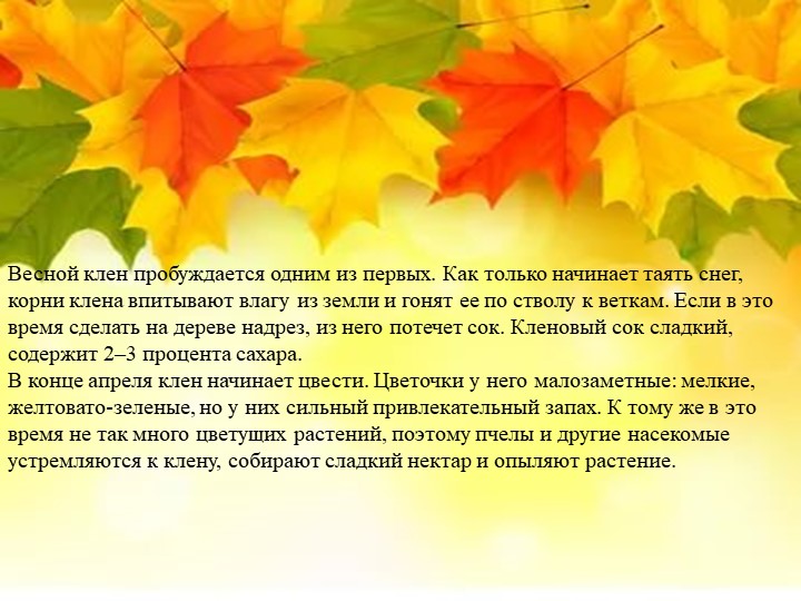Презентация "Экологическая тропа-объект "Клен"