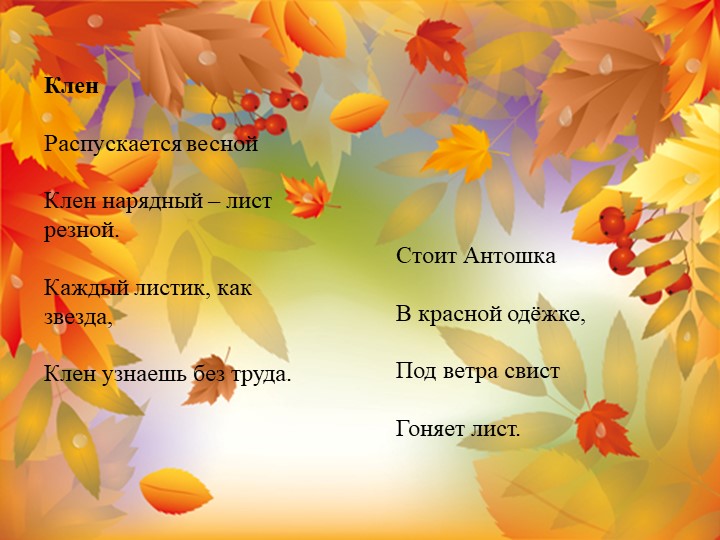 Презентация "Экологическая тропа-объект "Клен"