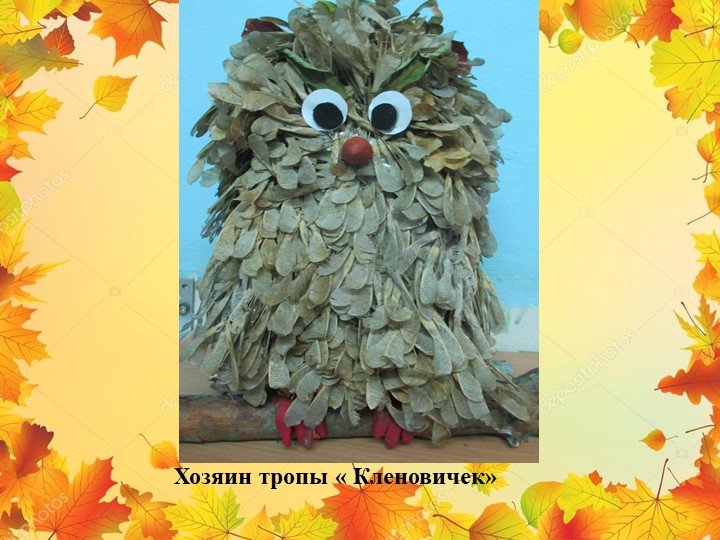 Презентация "Экологическая тропа-объект "Клен"