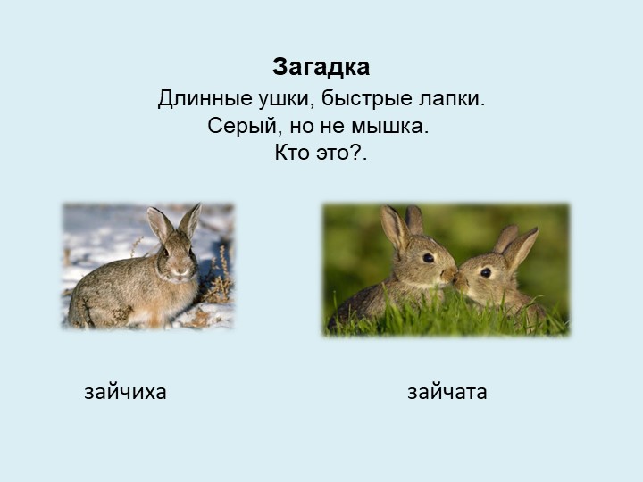 Викторина "Дикие и домашние животные"