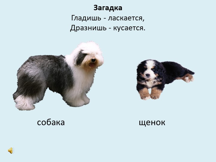 Викторина "Дикие и домашние животные"