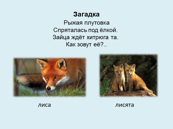Викторина "Дикие и домашние животные"
