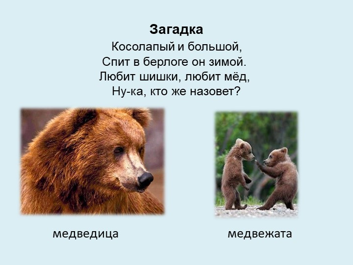 Викторина "Дикие и домашние животные"