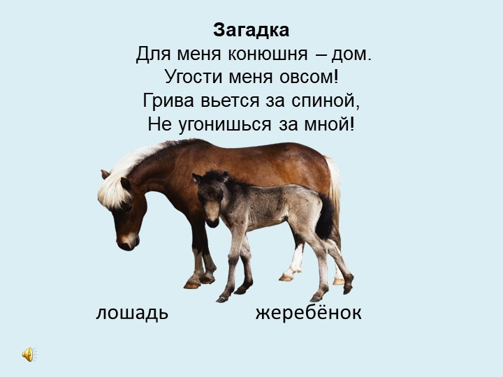 Викторина "Дикие и домашние животные"