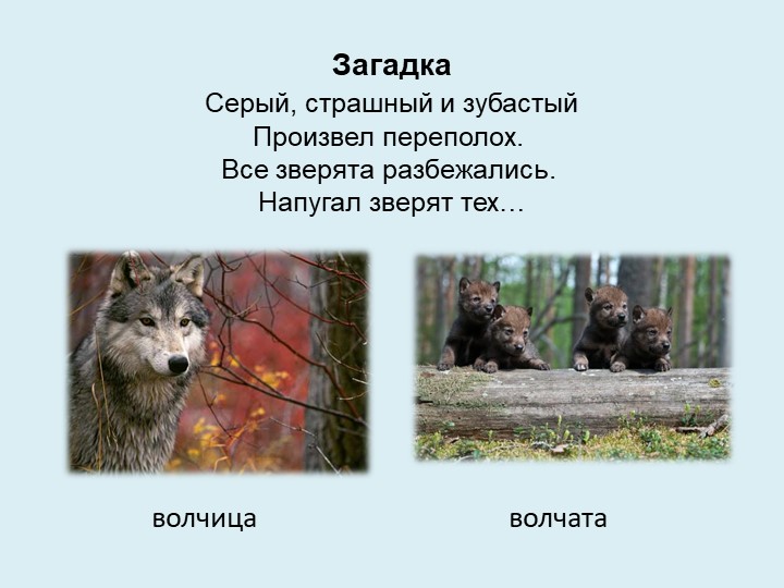 Викторина "Дикие и домашние животные"