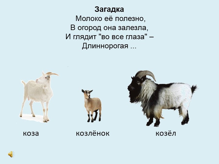 Викторина "Дикие и домашние животные"
