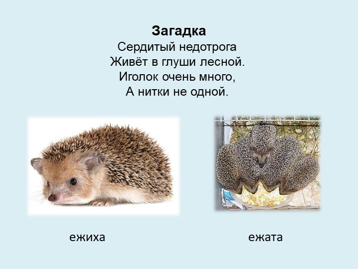Викторина "Дикие и домашние животные"