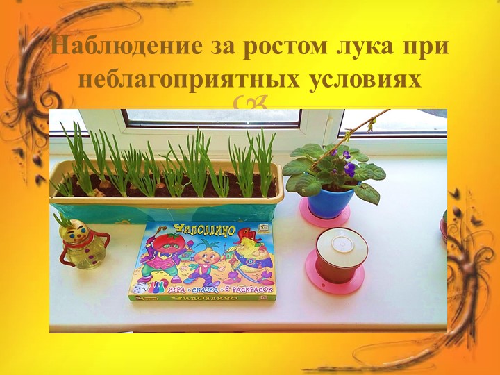 Проект в средней группе "Лук Зеленый друг"