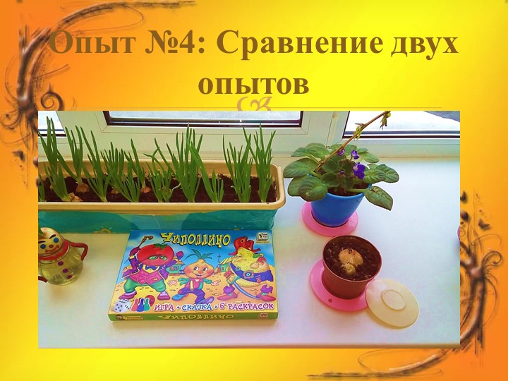 Проект в средней группе "Лук Зеленый друг"