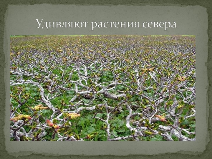Презентация "Говорят, что север крайний".
