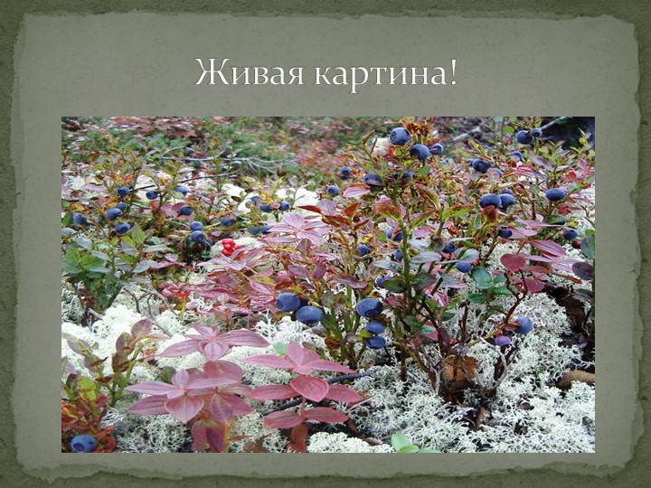 Презентация "Говорят, что север крайний".