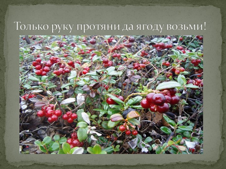 Презентация "Говорят, что север крайний".