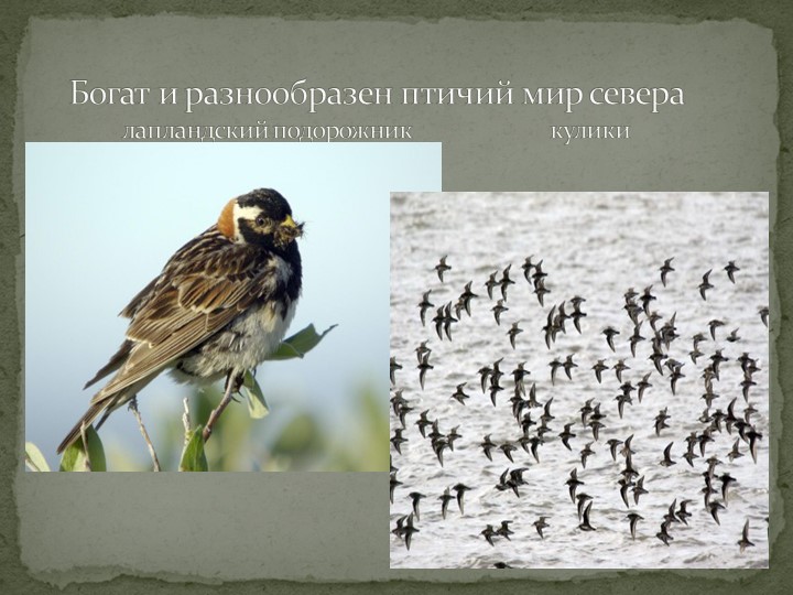 Презентация "Говорят, что север крайний".