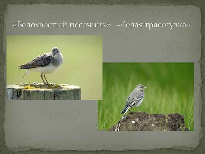 Презентация "Говорят, что север крайний".