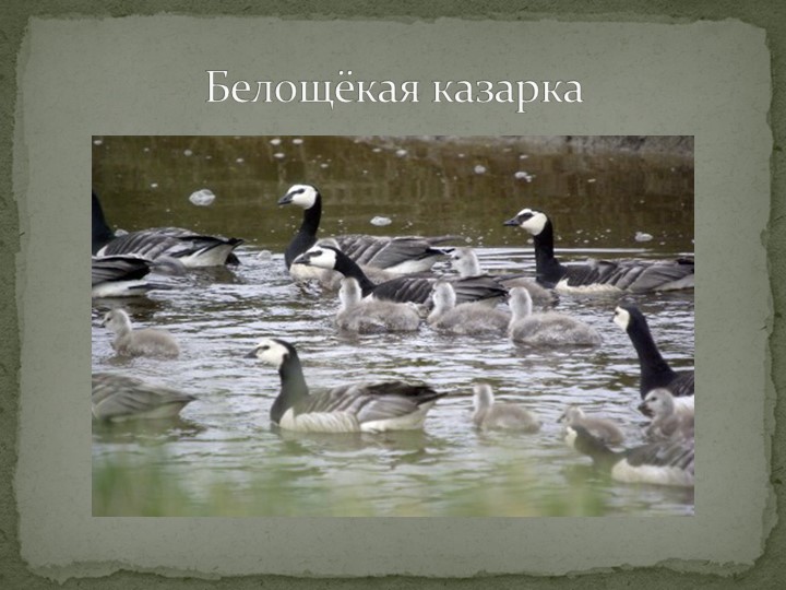 Презентация "Говорят, что север крайний".