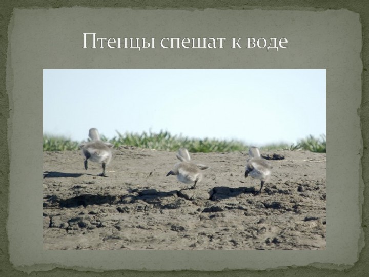 Презентация "Говорят, что север крайний".