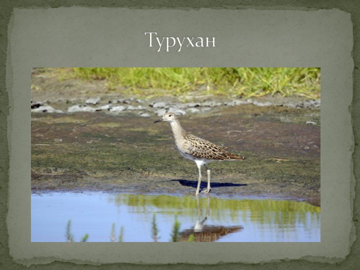 Презентация "Говорят, что север крайний".