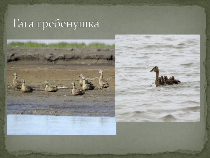 Презентация "Говорят, что север крайний".