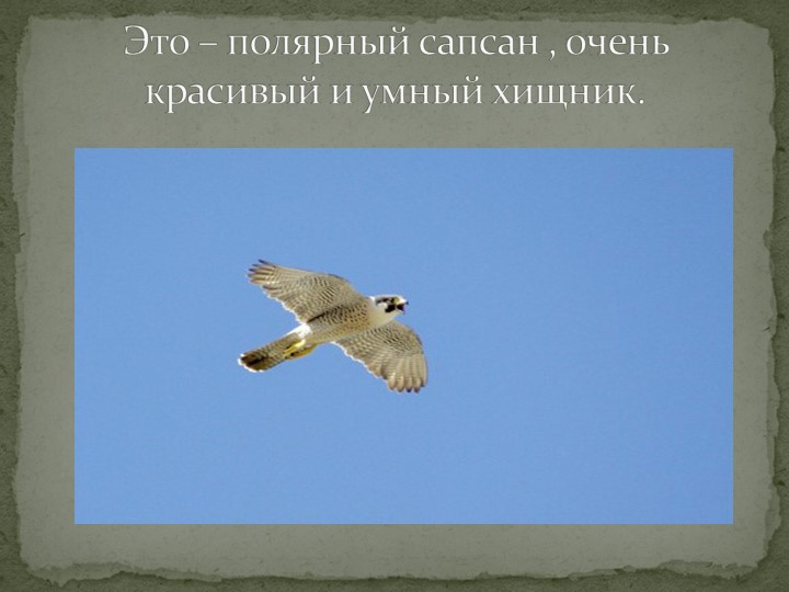 Презентация "Говорят, что север крайний".