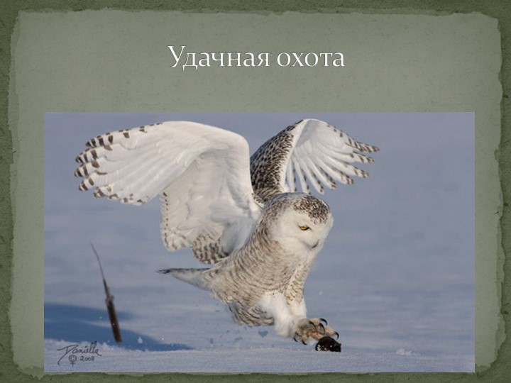 Презентация "Говорят, что север крайний".