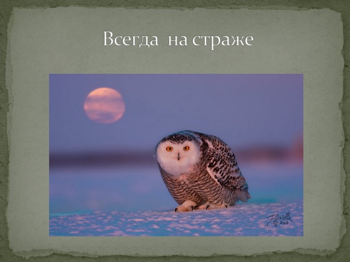 Презентация "Говорят, что север крайний".
