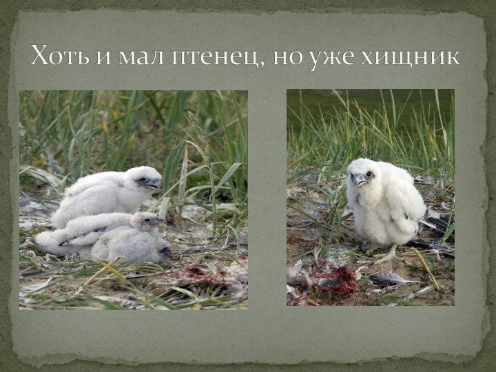 Презентация "Говорят, что север крайний".