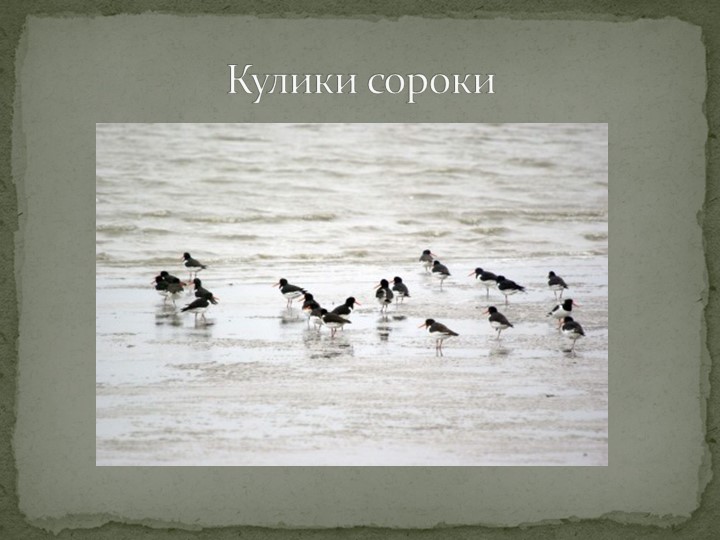 Презентация "Говорят, что север крайний".