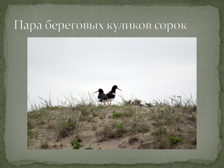 Презентация "Говорят, что север крайний".