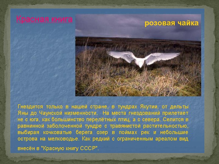 Презентация "Говорят, что север крайний".