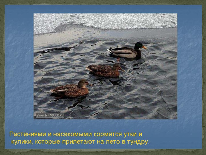 Презентация "Говорят, что север крайний".