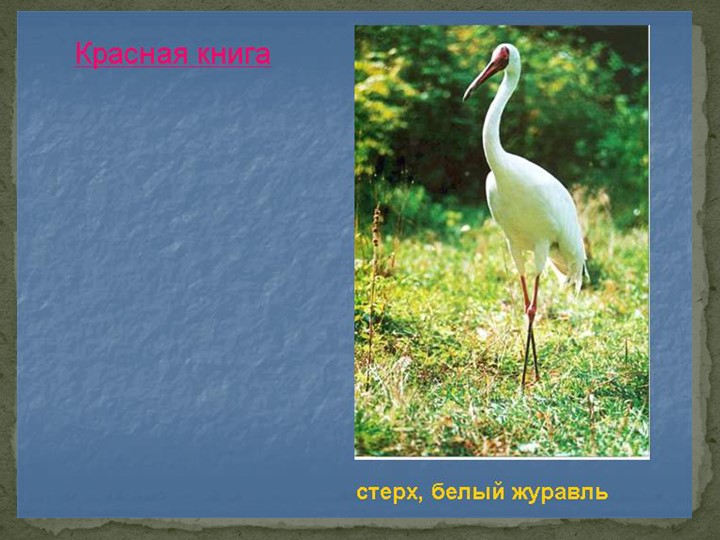 Презентация "Говорят, что север крайний".