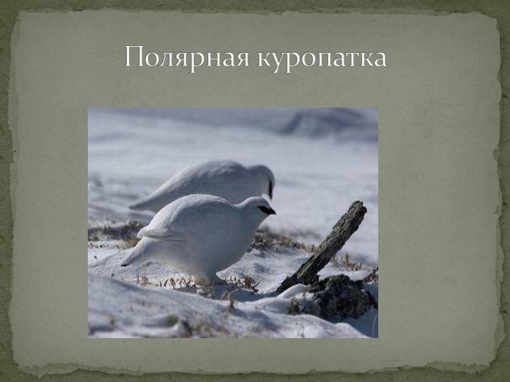 Презентация "Говорят, что север крайний".