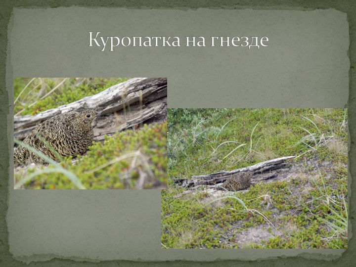 Презентация "Говорят, что север крайний".