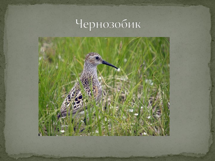 Презентация "Говорят, что север крайний".