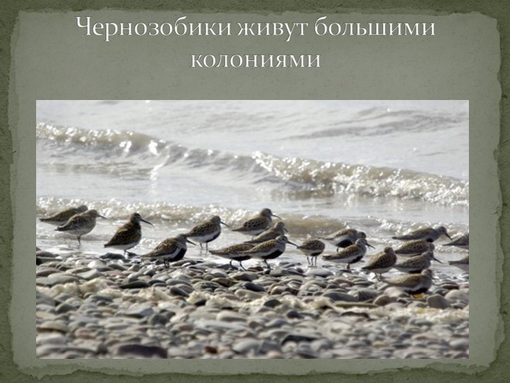 Презентация "Говорят, что север крайний".