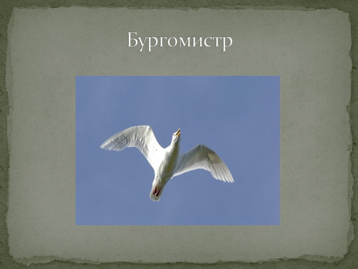 Презентация "Говорят, что север крайний".
