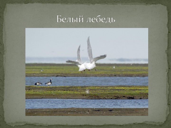 Презентация "Говорят, что север крайний".